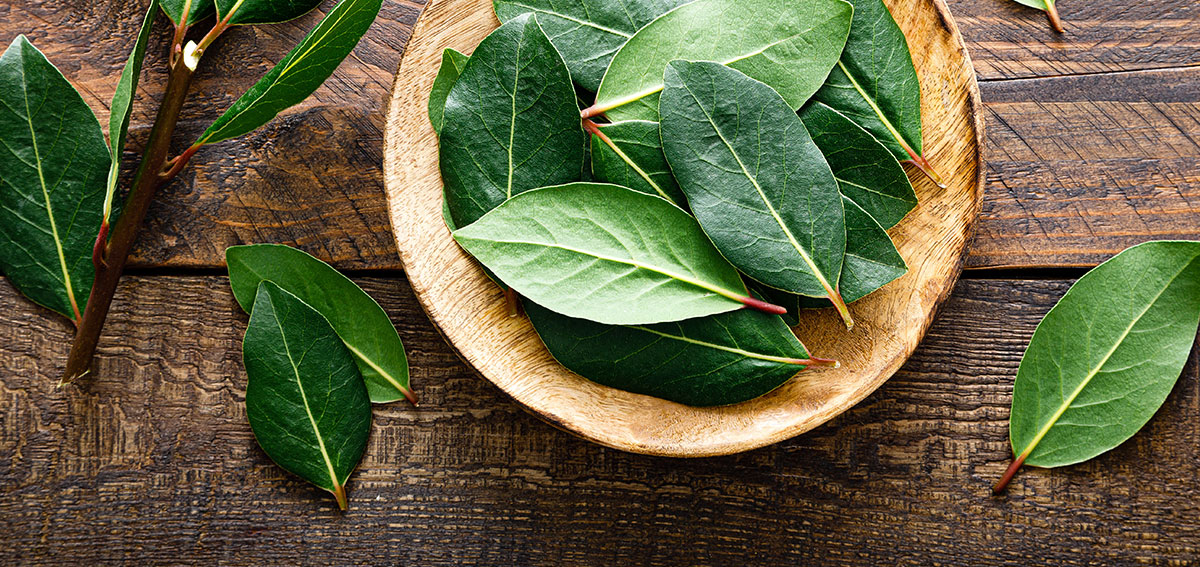 Bay leaves in a wooden bowl read for cooking.